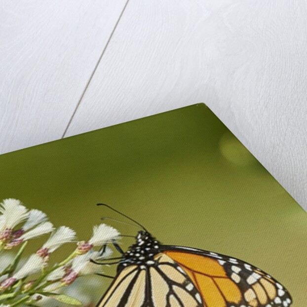 Monarch Butterfly by Anonymous