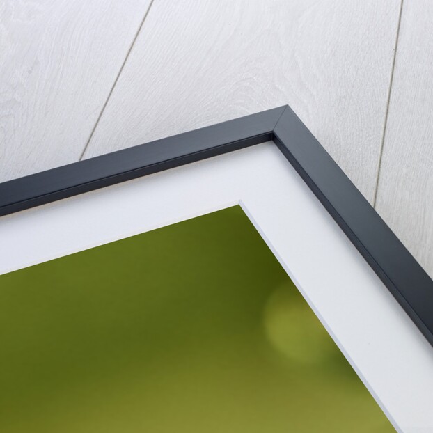 Monarch Butterfly by Anonymous