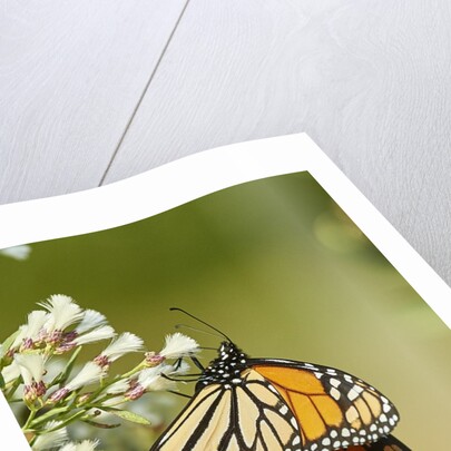 Monarch Butterfly by Anonymous