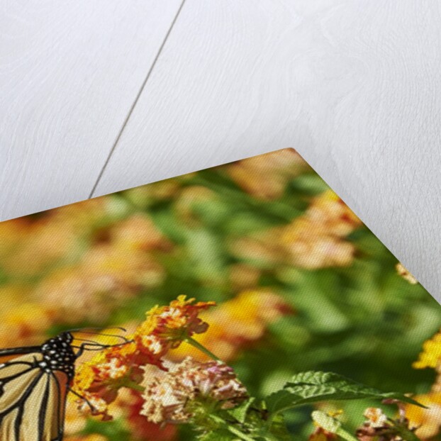 Monarch Butterfly by Anonymous
