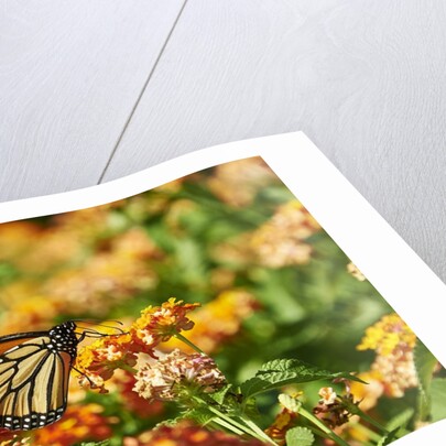 Monarch Butterfly by Anonymous