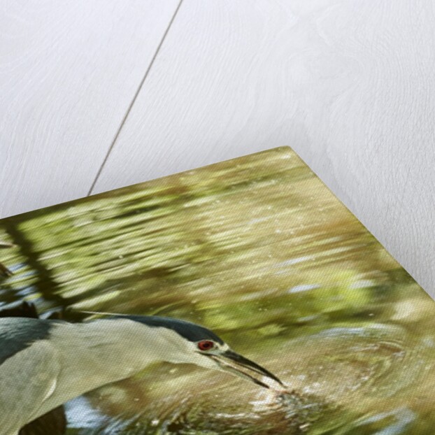 Night Heron; by Anonymous