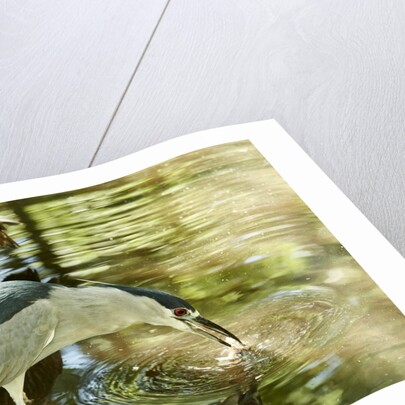 Night Heron; by Anonymous