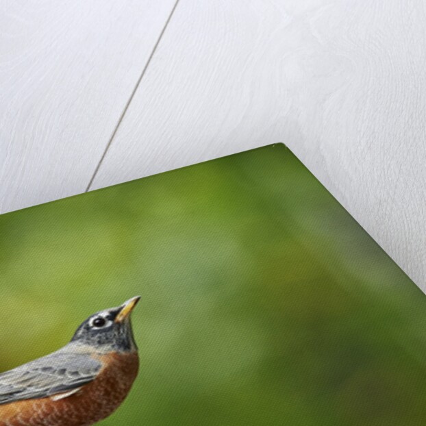 American Robin by Anonymous