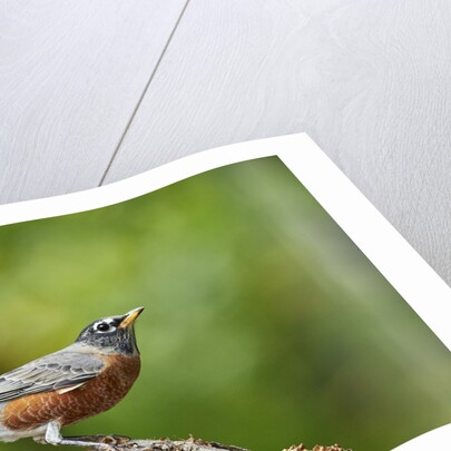 American Robin by Anonymous