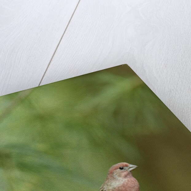 House Finch by Anonymous