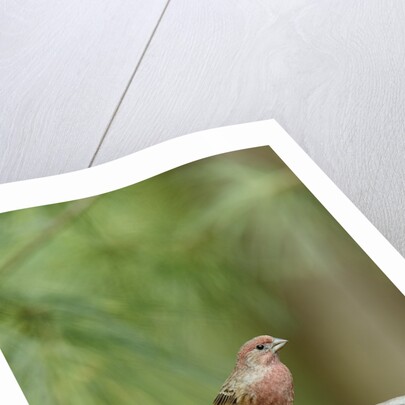 House Finch by Anonymous