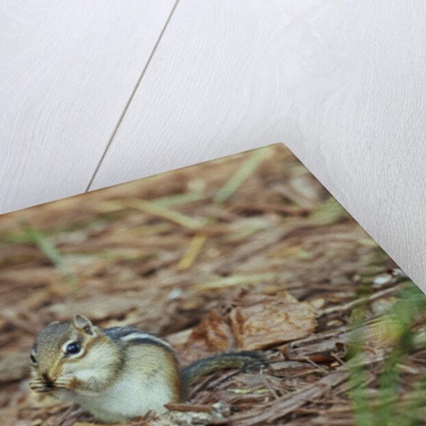 Eastern Chipmunk by Anonymous
