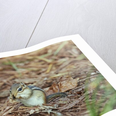 Eastern Chipmunk by Anonymous