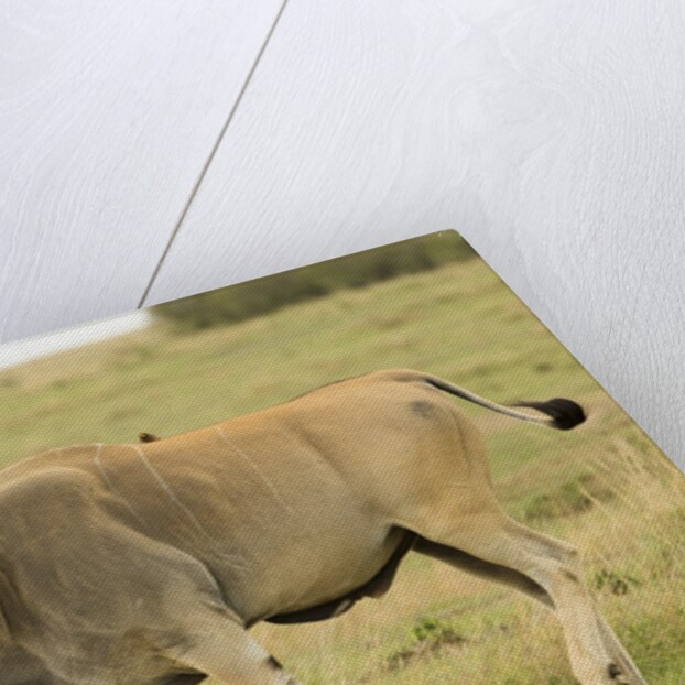 Common Eland Portrait by Anonymous