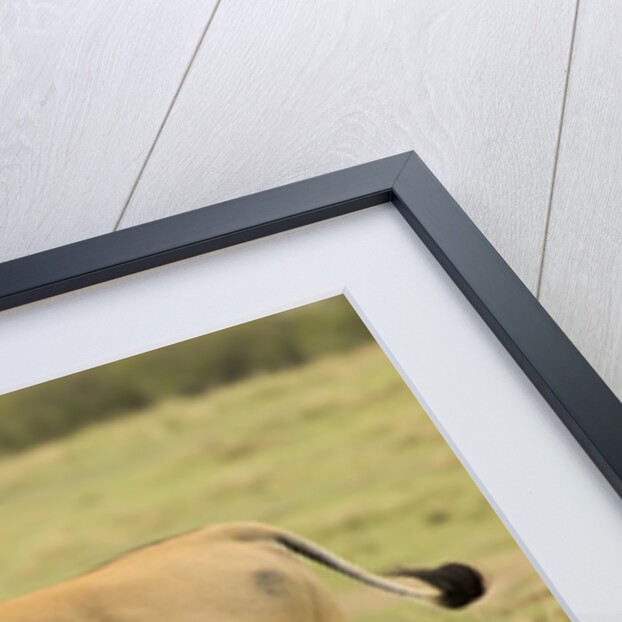 Common Eland Portrait by Anonymous