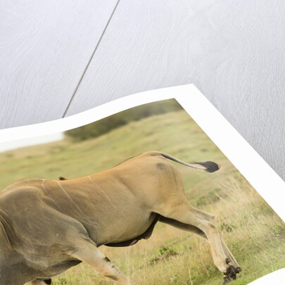 Common Eland Portrait by Anonymous