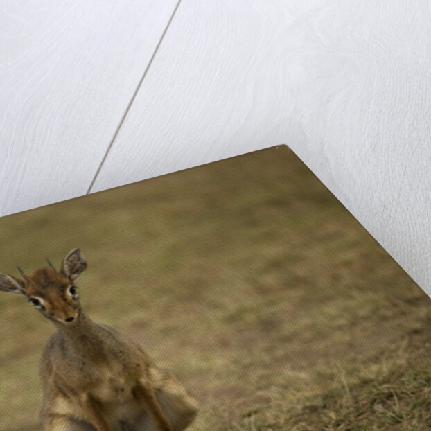 Kirk's Dik-dik by Anonymous