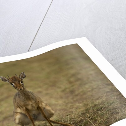 Kirk's Dik-dik by Anonymous