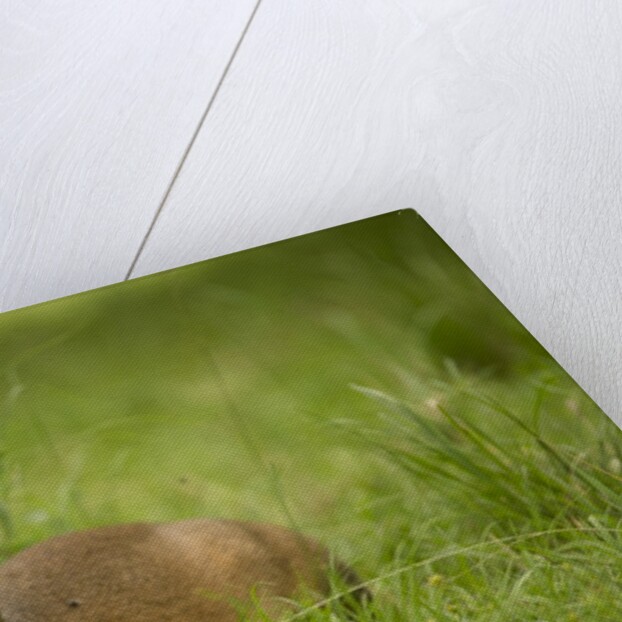 Kirk's Dik-dik Resting in Grass by Anonymous