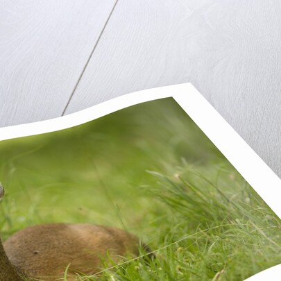 Kirk's Dik-dik Resting in Grass by Anonymous