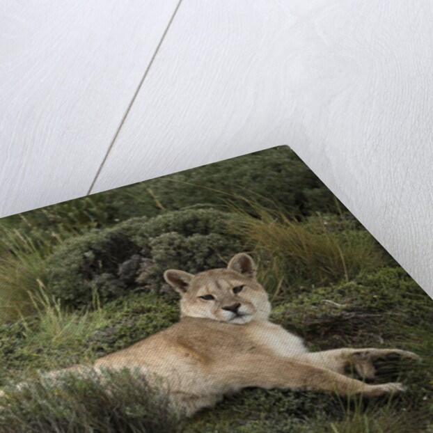 Wild Puma in Chile by Anonymous