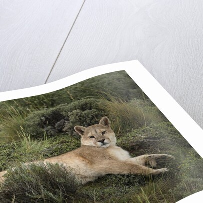 Wild Puma in Chile by Anonymous
