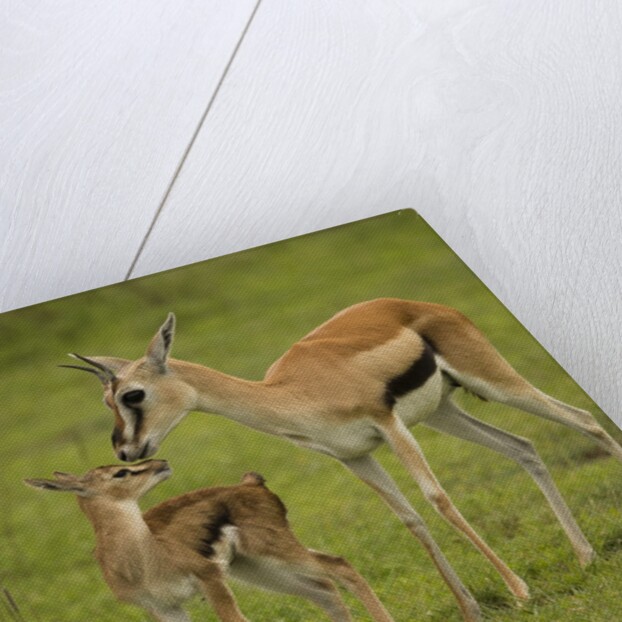 Thompson's Gazelle with Young by Anonymous