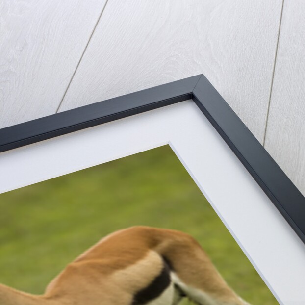 Thompson's Gazelle with Young by Anonymous