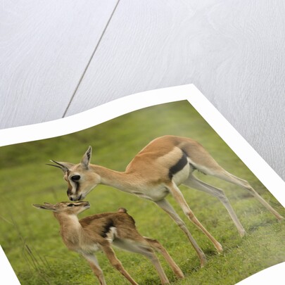 Thompson's Gazelle with Young by Anonymous