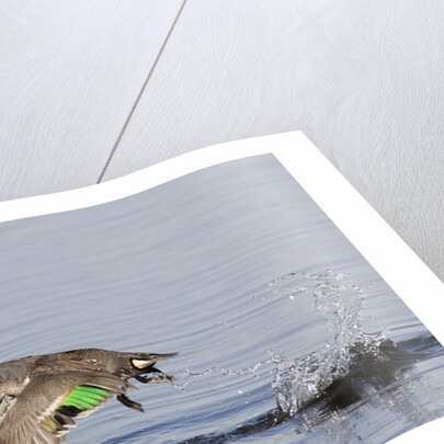 Green-Winged Teal drakes takes off by Anonymous