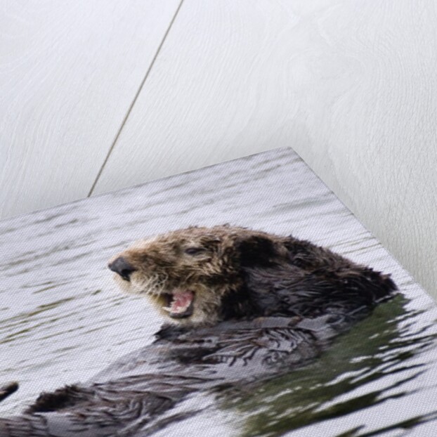 Southern Sea Otter floats with paws out of the water by Anonymous