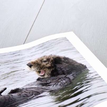 Southern Sea Otter floats with paws out of the water by Anonymous