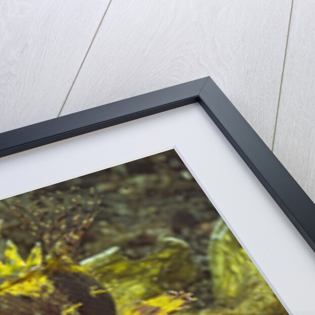 Shortfin Lionfin yellow varation by Anonymous