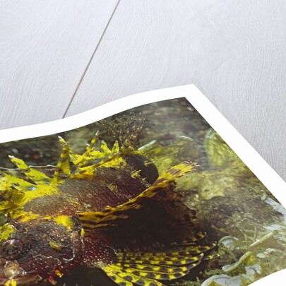 Shortfin Lionfin yellow varation by Anonymous