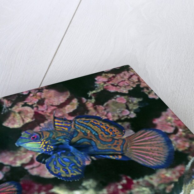 Mandarinfish male and female by Anonymous