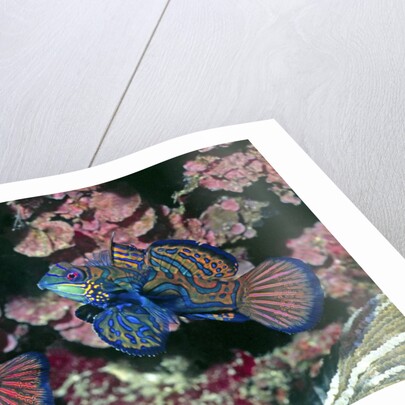 Mandarinfish male and female by Anonymous