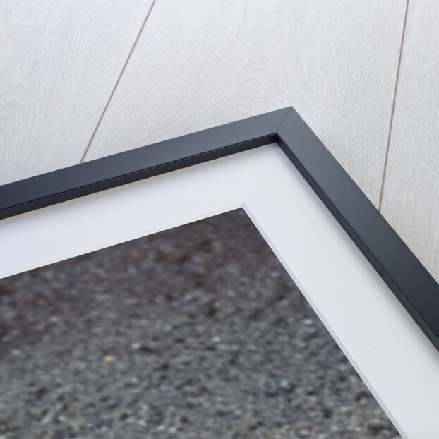 Bigfin Reef Squid by Anonymous