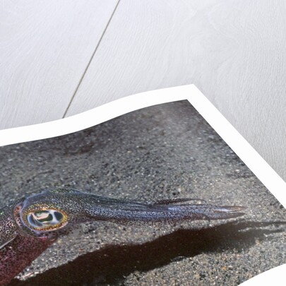 Bigfin Reef Squid by Anonymous