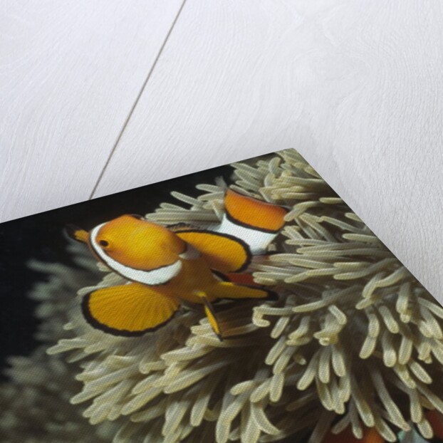 Pair of Clown Anemonefish in Sea Anemone by Anonymous