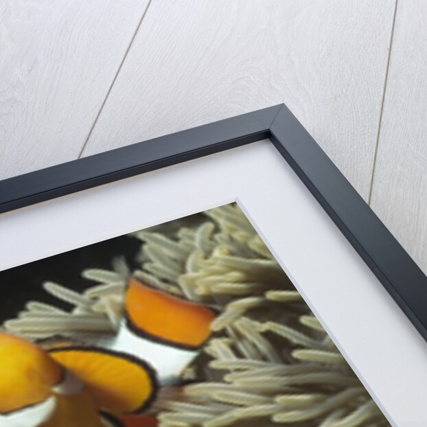 Pair of Clown Anemonefish in Sea Anemone by Anonymous
