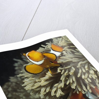 Pair of Clown Anemonefish in Sea Anemone by Anonymous