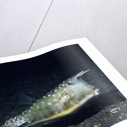 Longhorn Cowfish by Anonymous