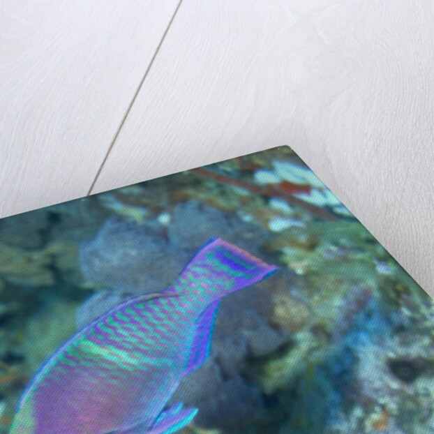 Yellowbar Parrotfish by Anonymous