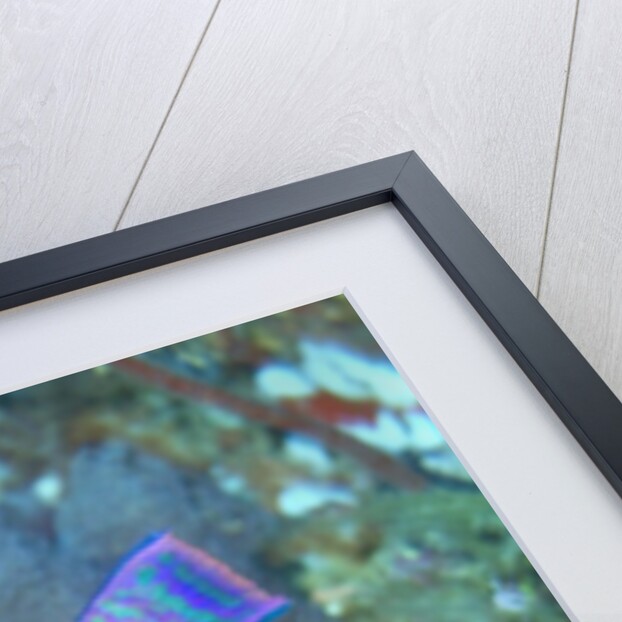 Yellowbar Parrotfish by Anonymous