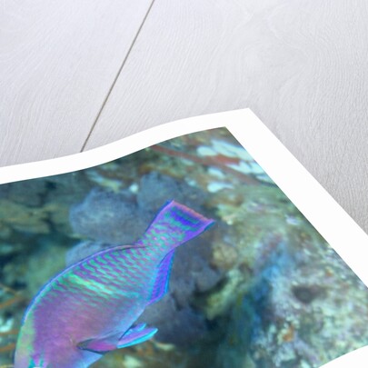 Yellowbar Parrotfish by Anonymous