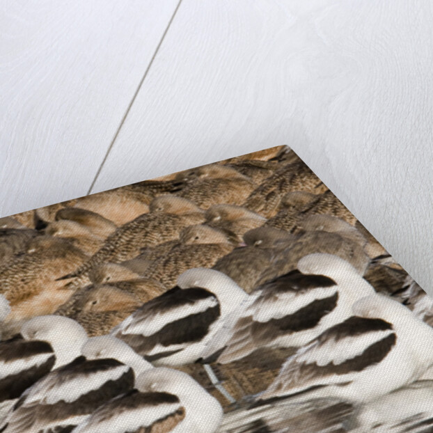 American Avocts,Marbled Godwits and Willets sleeping by Anonymous