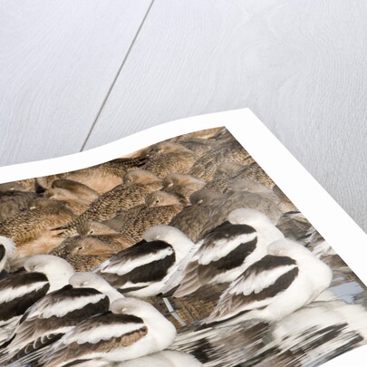 American Avocts,Marbled Godwits and Willets sleeping by Anonymous
