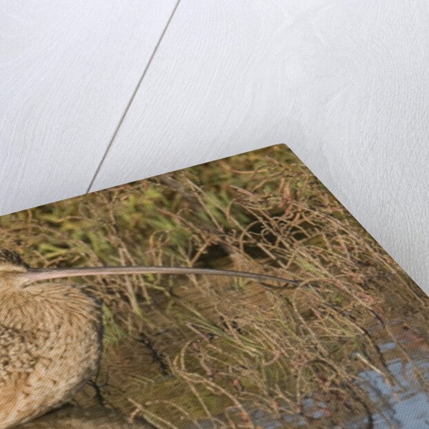 Long-Billed Curlew by Anonymous
