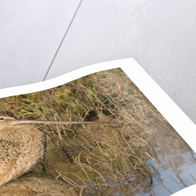 Long-Billed Curlew by Anonymous
