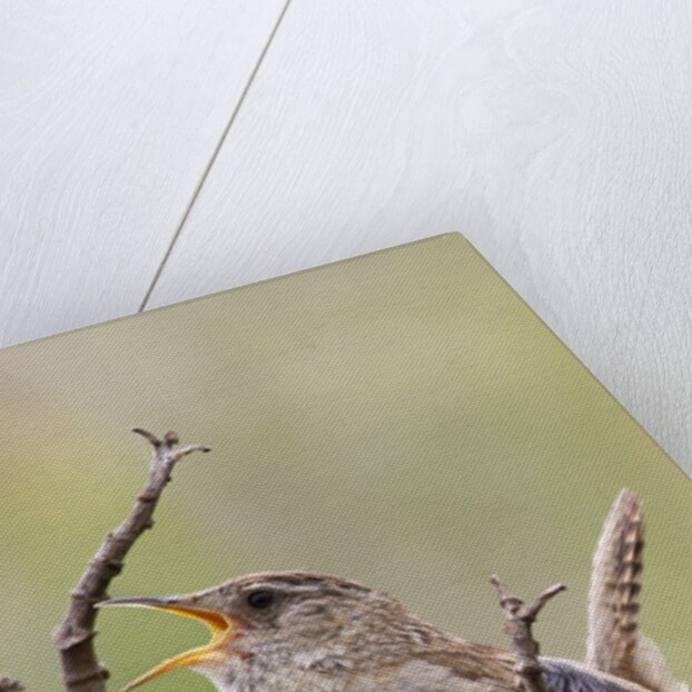 Marsh Wren calling by Anonymous