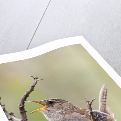 Marsh Wren calling by Anonymous