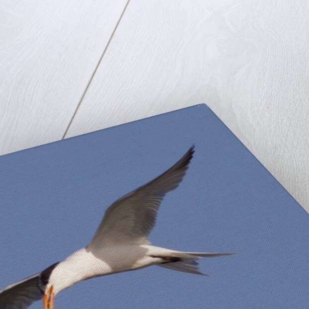 Elegant Tern flys with Pipefish in it's bill by Anonymous