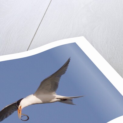 Elegant Tern flys with Pipefish in it's bill by Anonymous