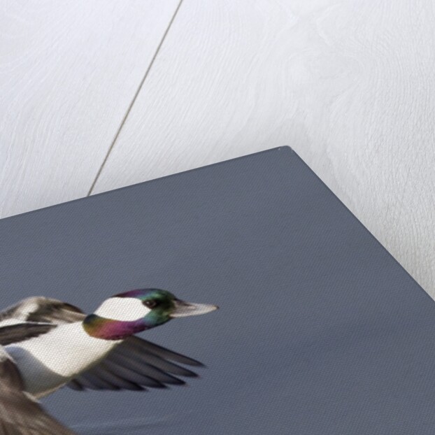 Bufflehead drake in flight by Anonymous